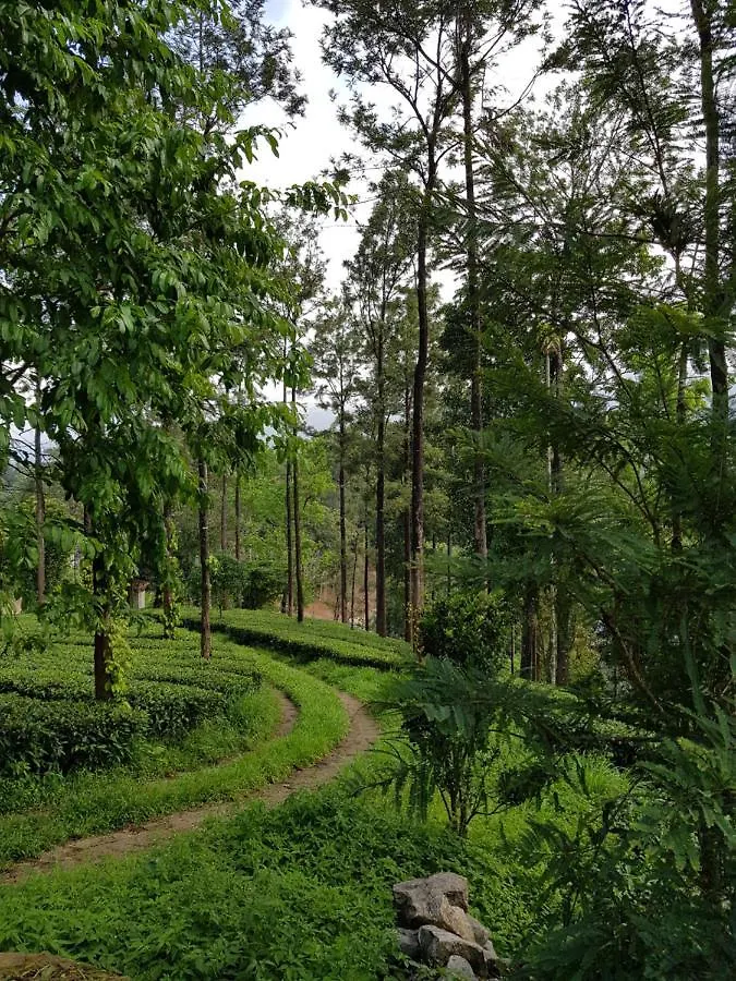 Green Tea Estate Bungalow Villa Munnar