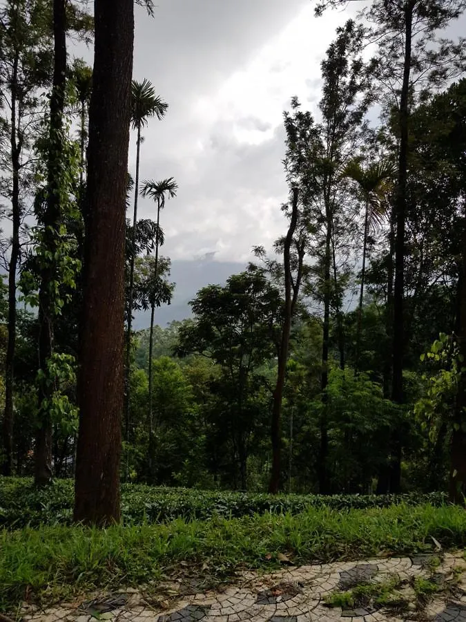 Green Tea Estate Bungalow Villa Munnar