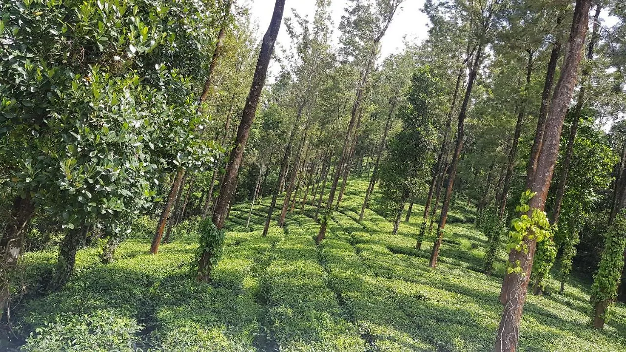 Green Tea Estate Bungalow Villa Munnar India